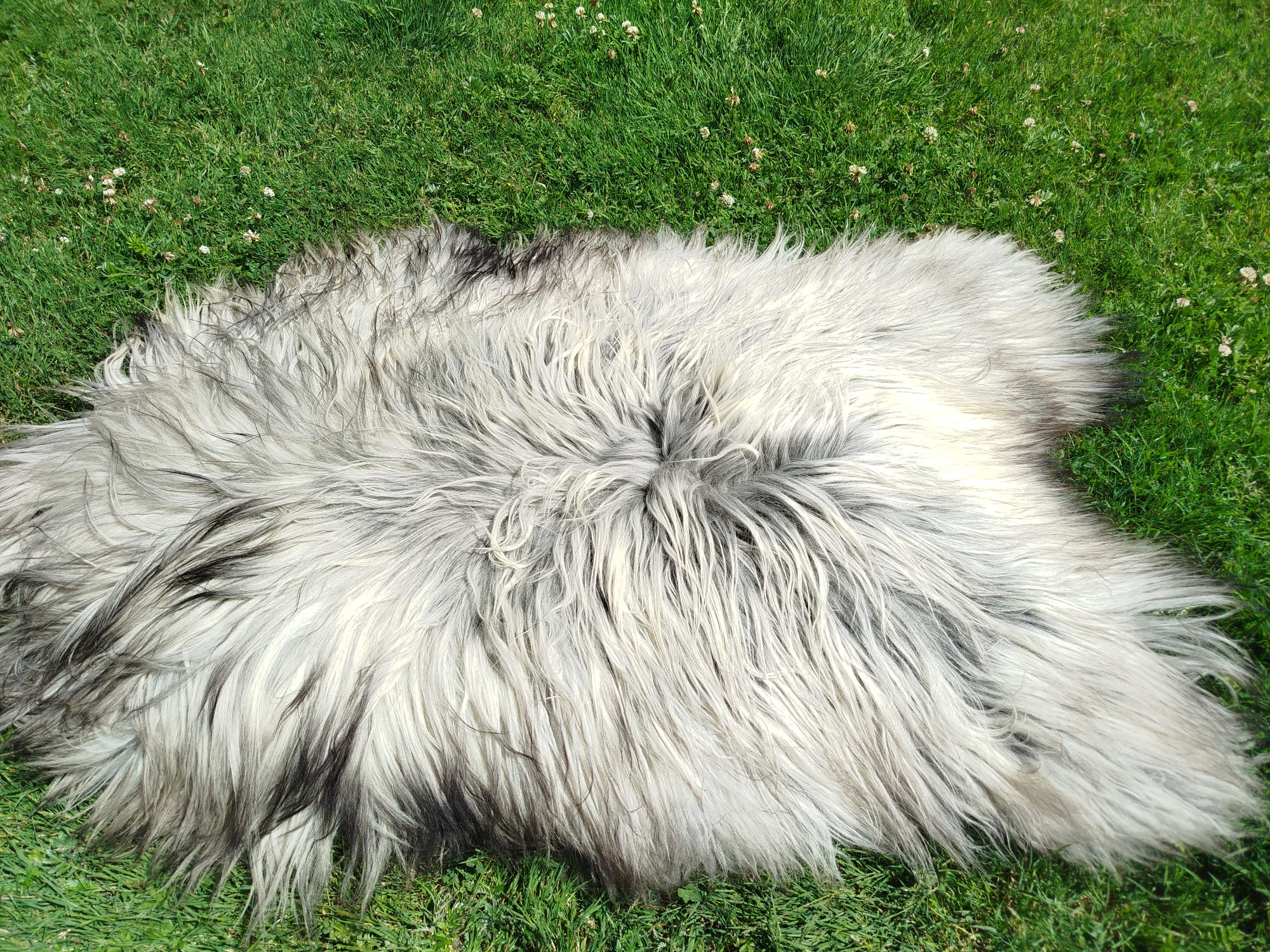 Heidschnucke Premium Sheepskins - Thumbnail 2