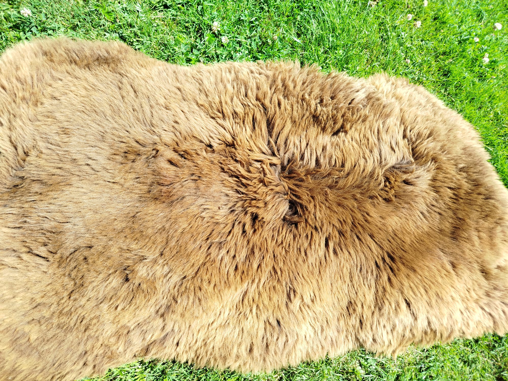 Premium Dutch Sheepskins - Thumbnail 2