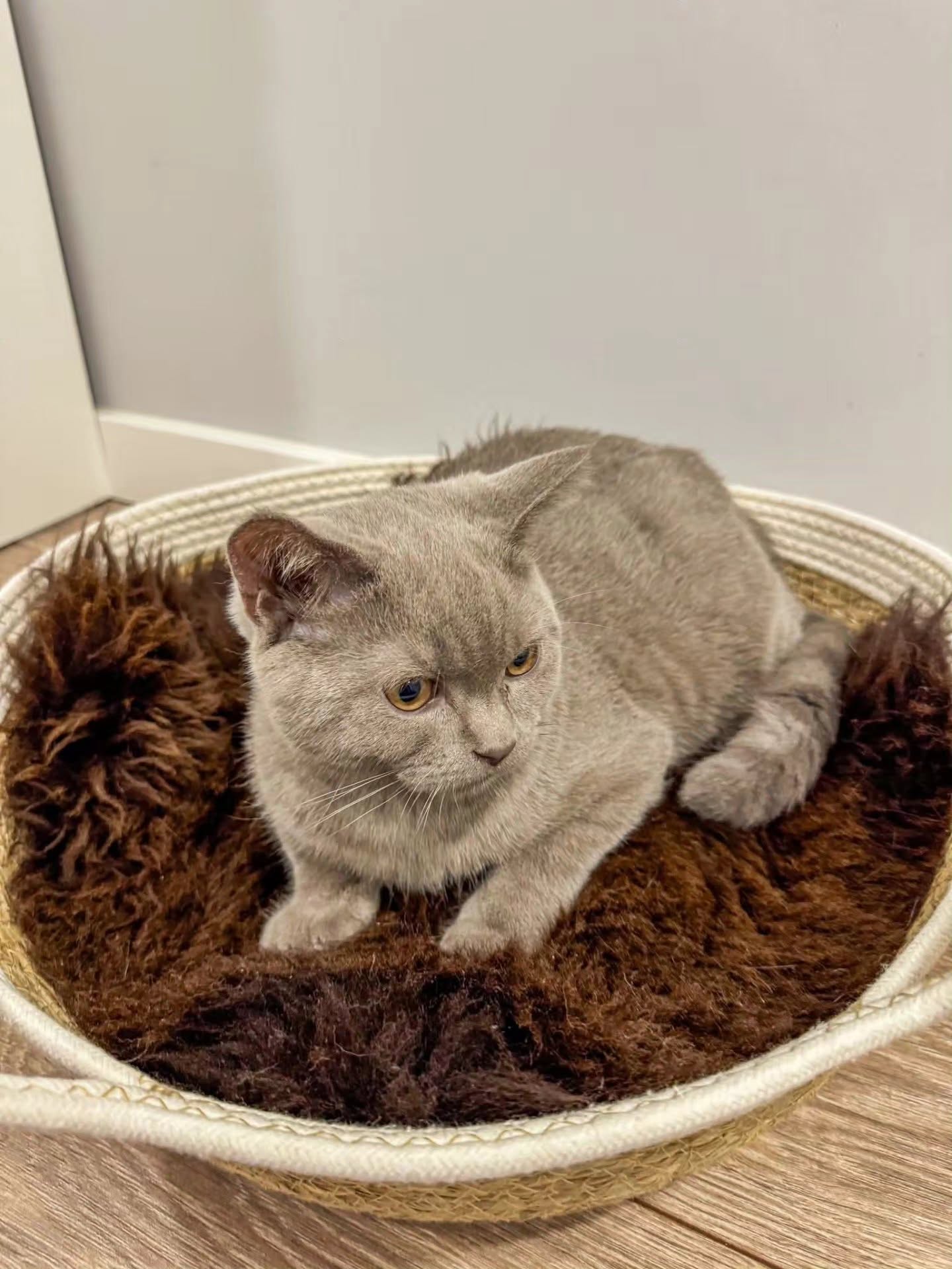 Natural Sheepskin Cat beds 50cm, 70cm, Premium - Thumbnail 2